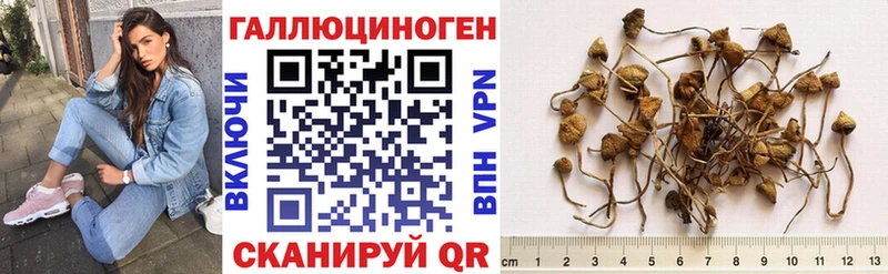Псилоцибиновые грибы Psilocybine cubensis Адыгейск